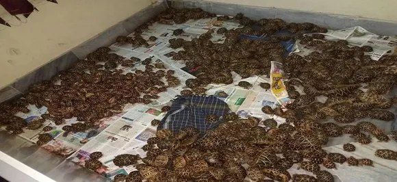 1,125-star tortoises seized from three train passengers in Andra Pradesh