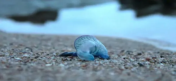 Blue bottle jellyfish: How to treat the pain if you get bitten 