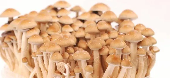 'Psychedelic drugs could treat mental disorders'