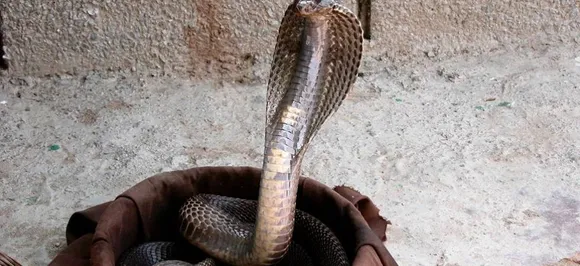 Why do Hindus offer milk to snakes on Nag Panchami day?