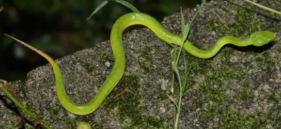 Nag Panchami 2018: Visit the major snake parks in India