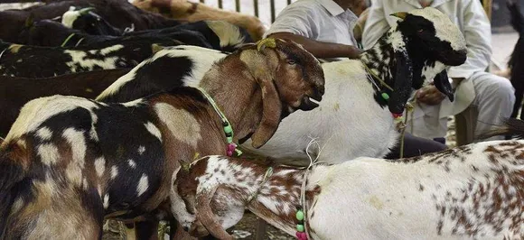 Dispute over animal sacrifice on Bakrid kills five in Pakistan
