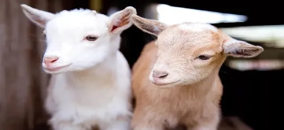 Goats love happy people, can read your expressions: Study 