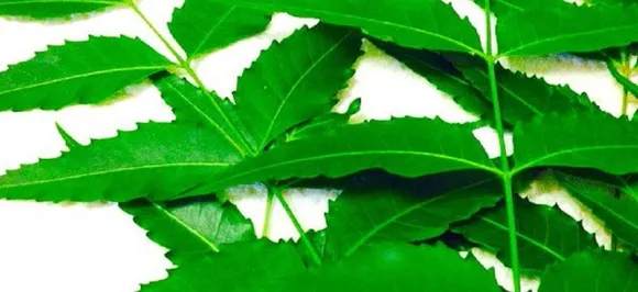 Grow neem trees for good health
