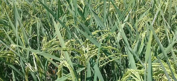 China's super hybrid rice output sets new world record