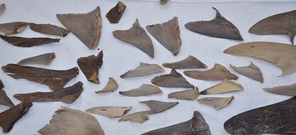 DRI seizes 8,000 kgs of shark fins bound for China