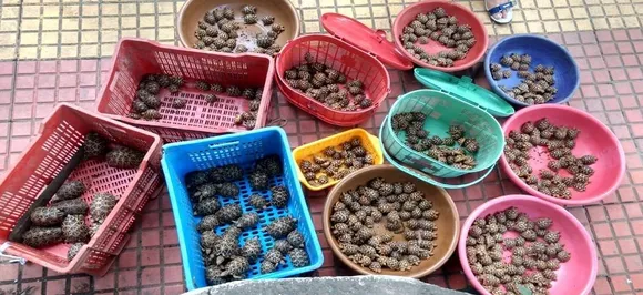 Mumbai: DRI seizes over 500 endangered Indian star tortoises 