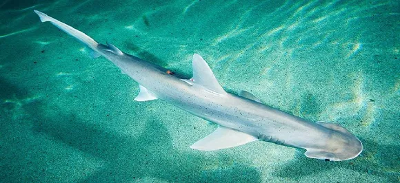 First ever vegetarian shark species identified say scientists 