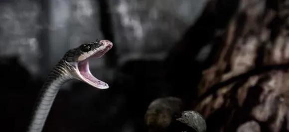 Snake Bites: IIT Delhi students develop cheaper drug for curing poisonous bites