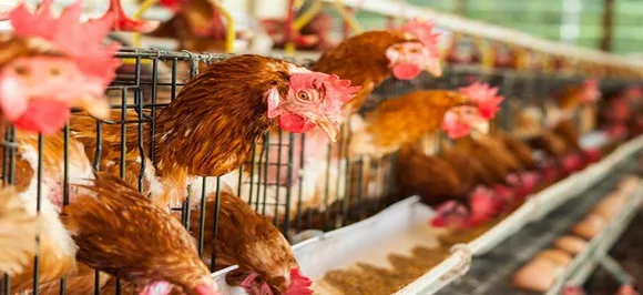 Cruelty to caged egg-laying birds has risen to harrowing levels; PFA makes an awareness film