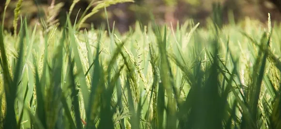 Nuakhai 2018: The rice tale behind the harvest festival in Odisha