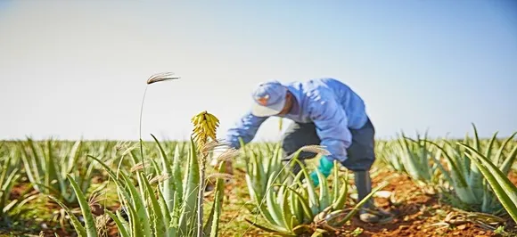 Should Aloe Vera be used as a skin care routine?
