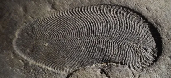 Fossil of 558-million-year-old animal discovered 