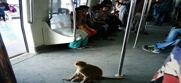 Monkey sneaks into Delhi Metro station, causes panic