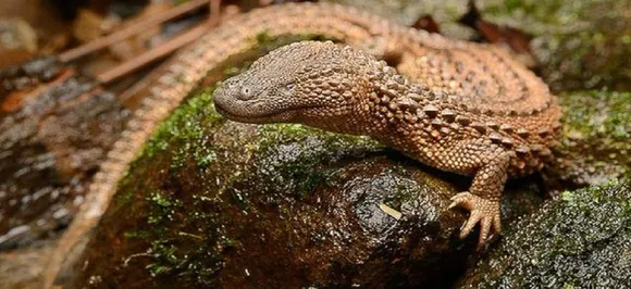 Robots may need lizard-like tails for 'off-road' travel