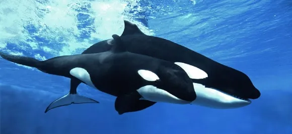 Killer whales: Banned chemical pollutants could wipe out species, finds study
