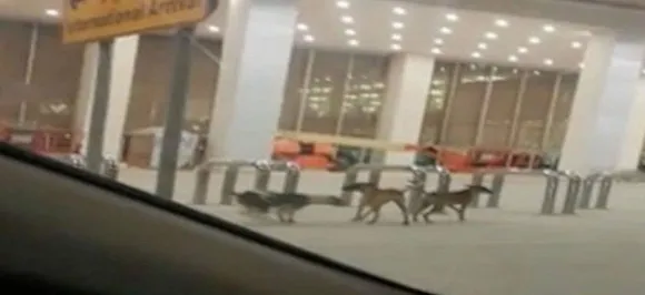 Pakistan: Stray dogs found wandering in new Islamabad airport lounge, manager suspended