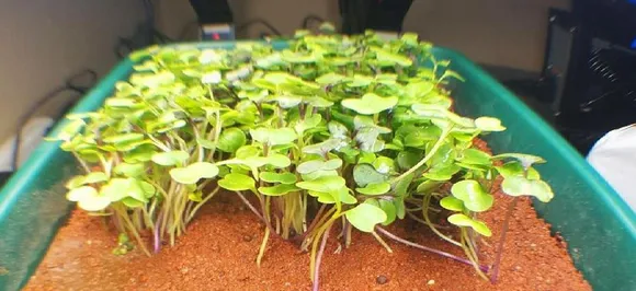 Martian soil on sale; get it for $20 per kilogram