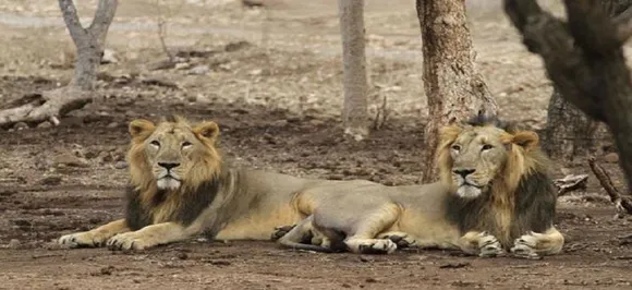 Gujarat: Two more lions die in Gir due to 'infection', death toll reaches 23