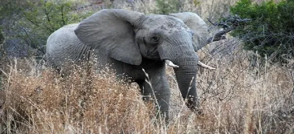 Maharashtra: Elephant kills 30-year-old woman in Yavatmal district