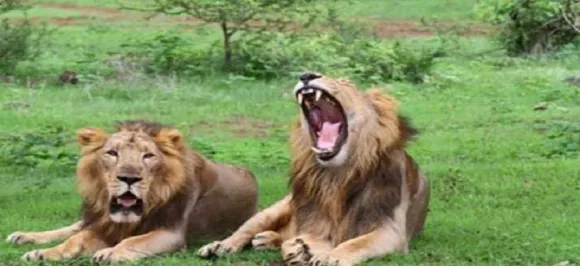 Mysterious deaths of 23 lions in Gir Sanctuary raises concern, SC probes the Centre