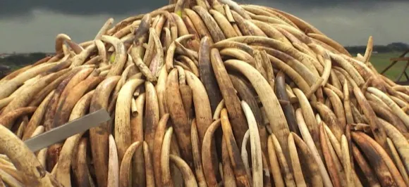 Myanmar burns ivory, skins to fight illegal wildlife trade