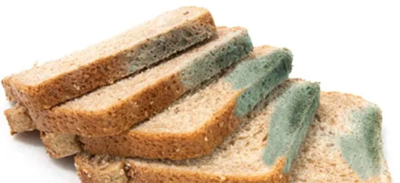 Never eat the clean part of a moldy bread or sandwich! Here's why