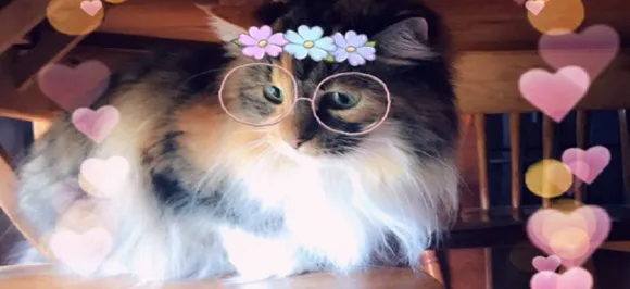 Move aside Dog filters! These new Snapchat Cat filters are just aww..dorable!