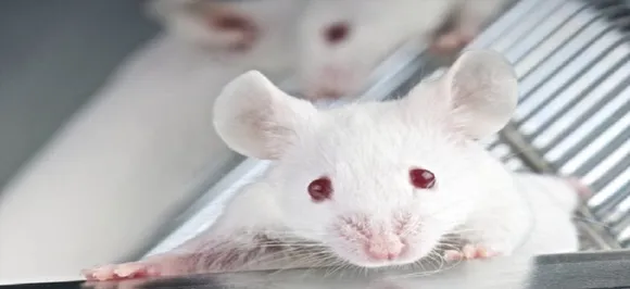 â€˜Worldâ€™s first lab-grown oesophagus implanted in miceâ€™