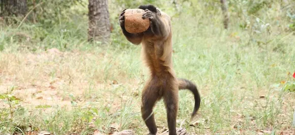 Man 'stoned to death by monkeys', family wants FIR to be registered against them