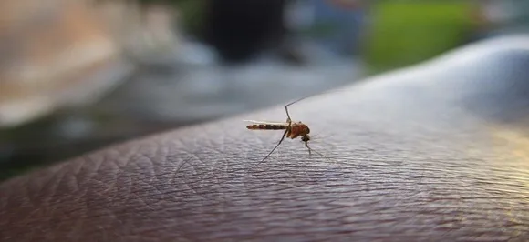 Madhya Pradesh: Three kids die of dengue in Morena, 90 more cases detected