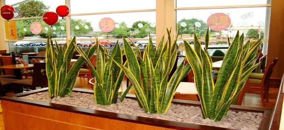 Combat air pollution with these air-purifying plants