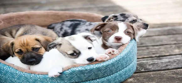 Andhra Pradesh: Four puppies allegedly burnt in garbage dump; three dead, one injured