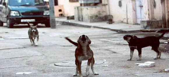 Maharashtra: Five dog die at a care centre in Palghar
