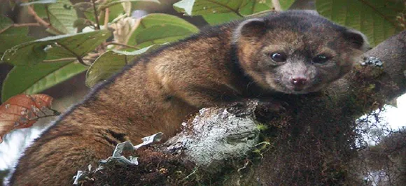 Humans driving mammal species decline globally: Study