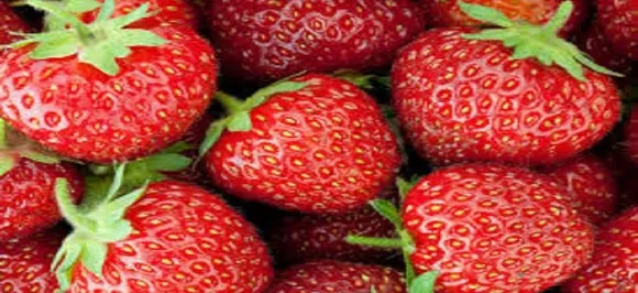 Australia strawberry sabotage: Former farm supervisor charged; held grievance against employer