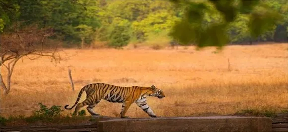 Maharashtra: Tigress chases tourist vehicle at Tadoba-Andhari Tiger Reserve, video goes viral 