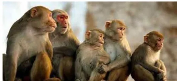 Agra: Monkey snatches 12-day-old baby from mother's lap and mauls him