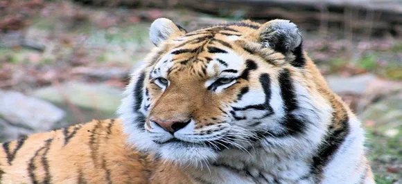 Could Calvin Klein cologne be the solution to Indiaâ€™s man-eating tiger problems? 