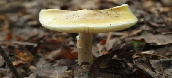 THIS mushroom will start killing you before you realize it!