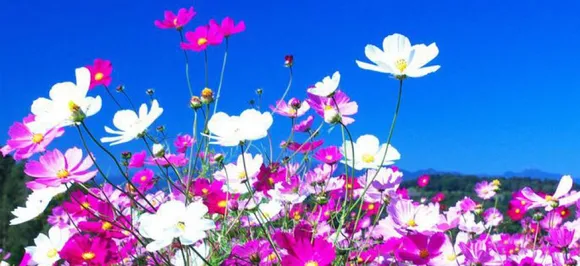 The Quiet Space: Melting in the softness of Cosmos