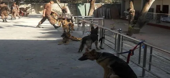 'Robo-nose' could soon give sniffer dogs a rest