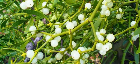 Mistletoe at Christmas and the story of love and more