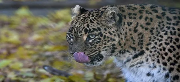 Leopard kills Buddhist monk meditating in Maharashtra forest