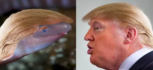 Blind amphibian that buries head in sand named after Donald Trump following his remarks on climate change  