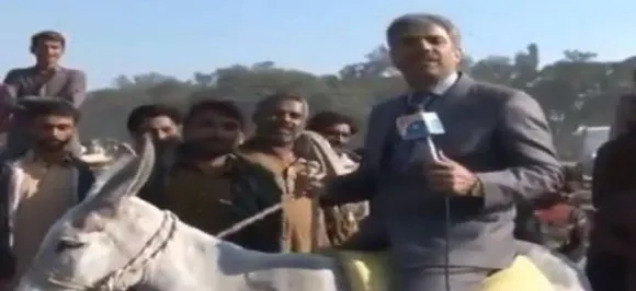 News blooper: Watch Pakistani news reporter fall off donkey while reporting about animal trade on LIVE video 