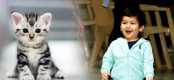 Taimur Ali Khan declares heâ€™s a cat lover, Watch his adorable video inside