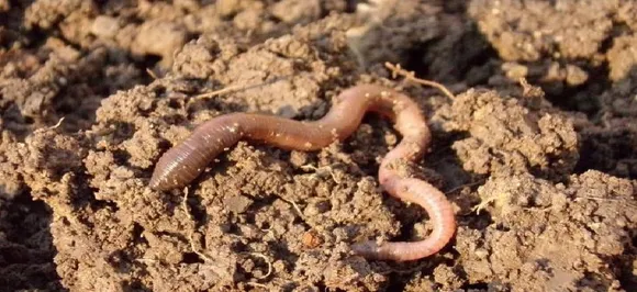 Worms may hold key to longer, stronger life: Study