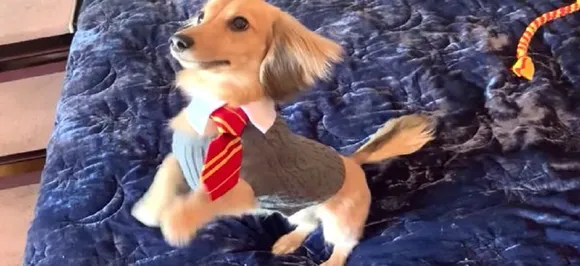 This doggo is simply but a furry Gryffindor, responds to Harry Potter spells