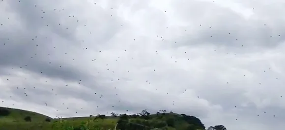 Watch: This video of spiders raining from the sky is what nightmares are made of!